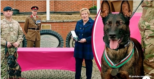  Kuno ist ein wahrer Held : Hund erhielt höchste Auszeichnung für Tiere, nachdem er einen Bewaffneten in Afghanistan besiegt hatte
